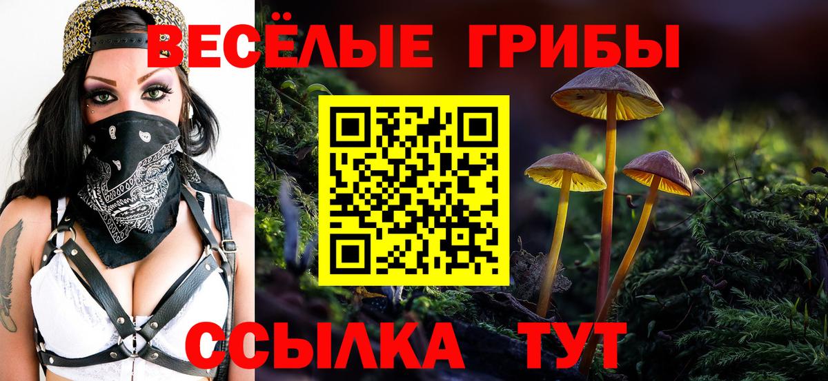Галлюциногенные грибы Psilocybe  Галлюциногенные грибы прущие грибы  Вход с VPN  Будённовск 